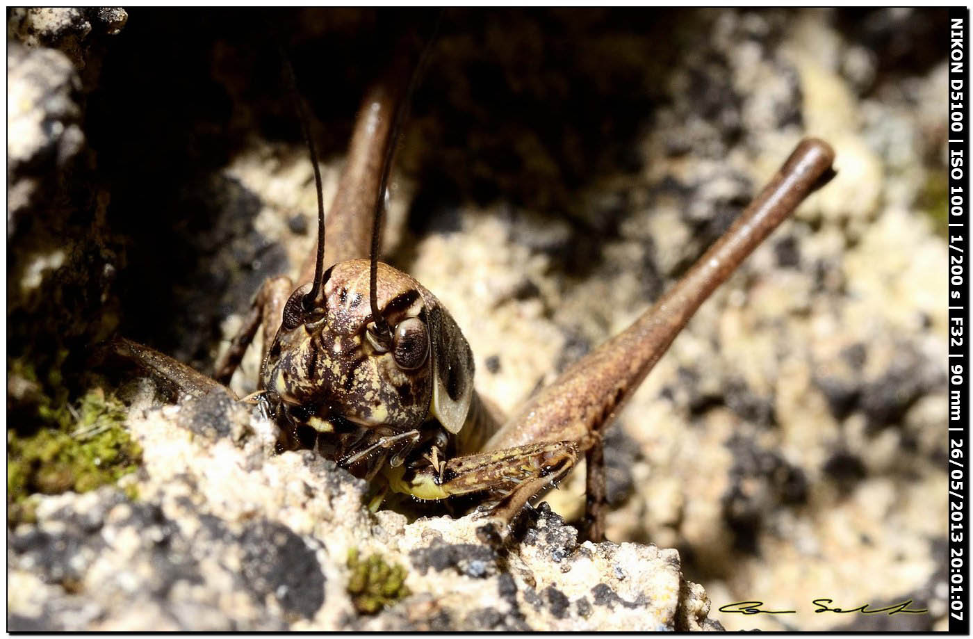 Tettigoniidae, Pholidoptera sp.?